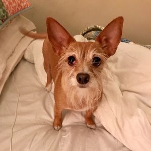 Meet your Posher, Joyce